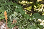 Orobanche flava 07