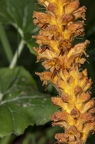 Orobanche flava 10