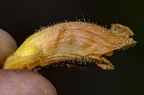 Orobanche flava 09