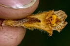Orobanche flava 13