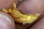 Orobanche flava 14
