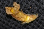Orobanche flava 15