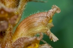 Orobanche flava 16
