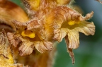 Orobanche flava 19