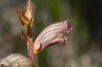 Orobanche alba 01