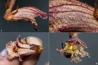 Orobanche alba 02