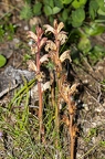 Orobanche alba 03