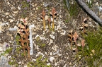 Orobanche alba 04