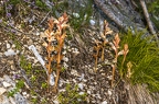 Orobanche alba 09