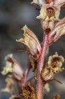 Orobanche alba 13