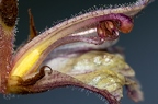 Orobanche alba 15
