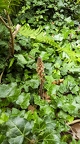 Orobanche hederae 01