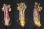 Orobanche hederae 02