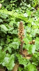 Orobanche hederae 03