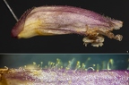 Orobanche hederae 07