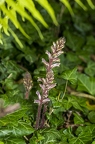 Orobanche hederae 08