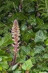 Orobanche hederae 09