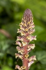 Orobanche hederae 10