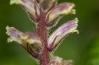 Orobanche hederae 11