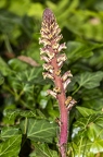 Orobanche hederae 13