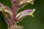 Orobanche hederae 12