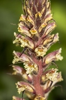 Orobanche hederae 14