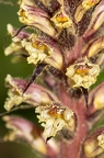 Orobanche hederae 15