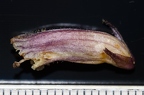 Orobanche hederae 16
