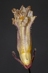 Orobanche hederae 17