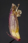 Orobanche hederae 18