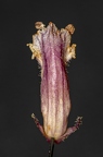 Orobanche hederae 19