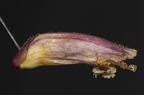 Orobanche hederae 20