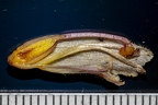Orobanche hederae 21
