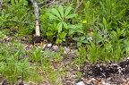 Paris quadrifolia