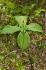 Pairs quadrifolia 03