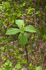 Pairs quadrifolia 02