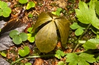 Pairs quadrifolia 04