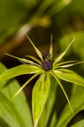 Pairs quadrifolia 05