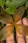 Pairs quadrifolia 06