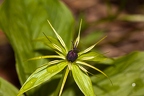 Pairs quadrifolia 07