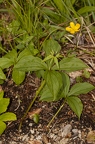 Pairs quadrifolia 13