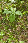 Pairs quadrifolia 14