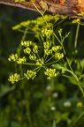 Pastinaca sativa
