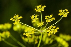 Pastinaca sativa 03