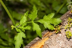 Pastinaca sativa 05