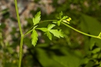 Pastinaca sativa 06