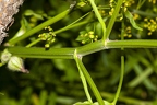 Pastinaca sativa 07
