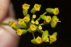 Pastinaca sativa 08