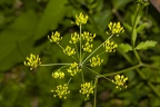 Pastinaca sativa 09