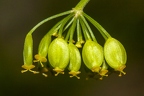 Pastinaca sativa 10
